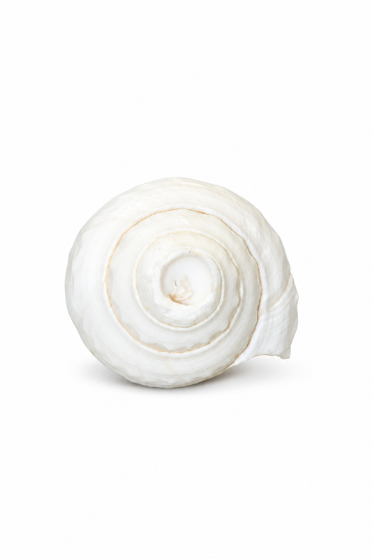 White Conch Shell - 02-angle