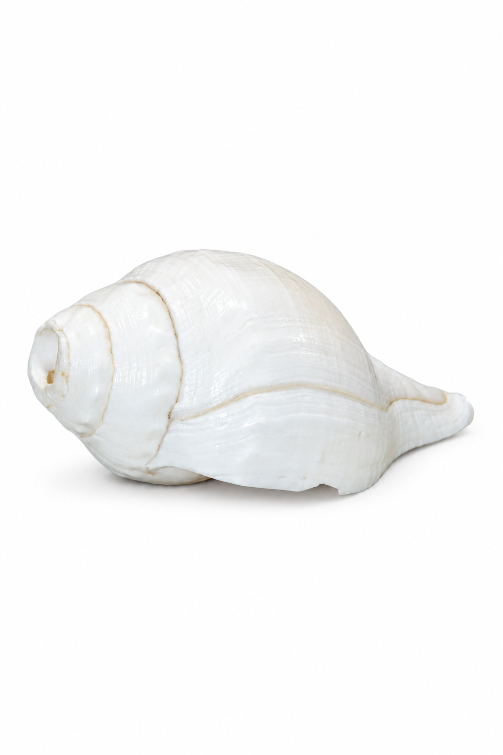 White Conch Shell - 01-main