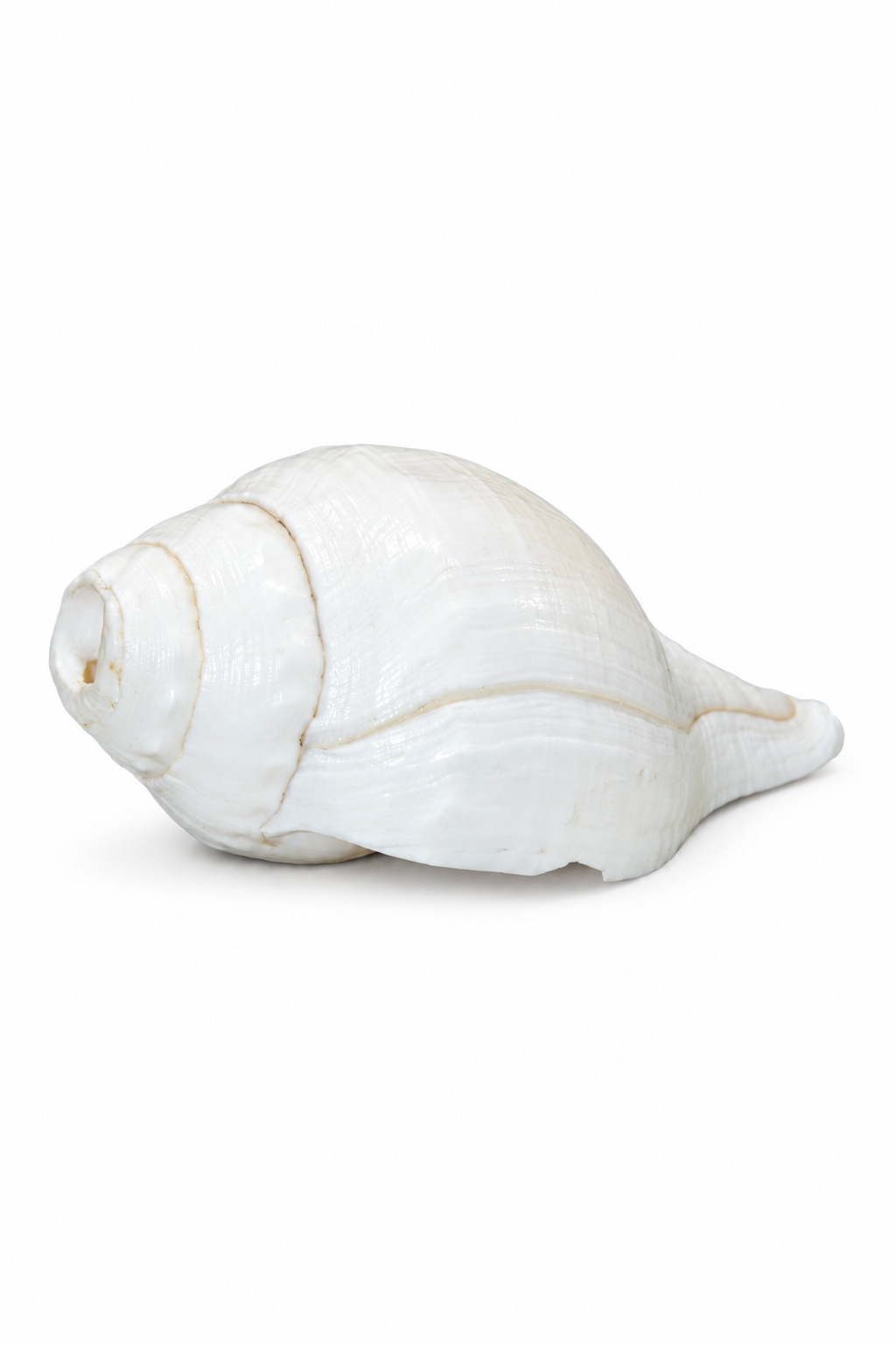 White Conch Shell - 01-main