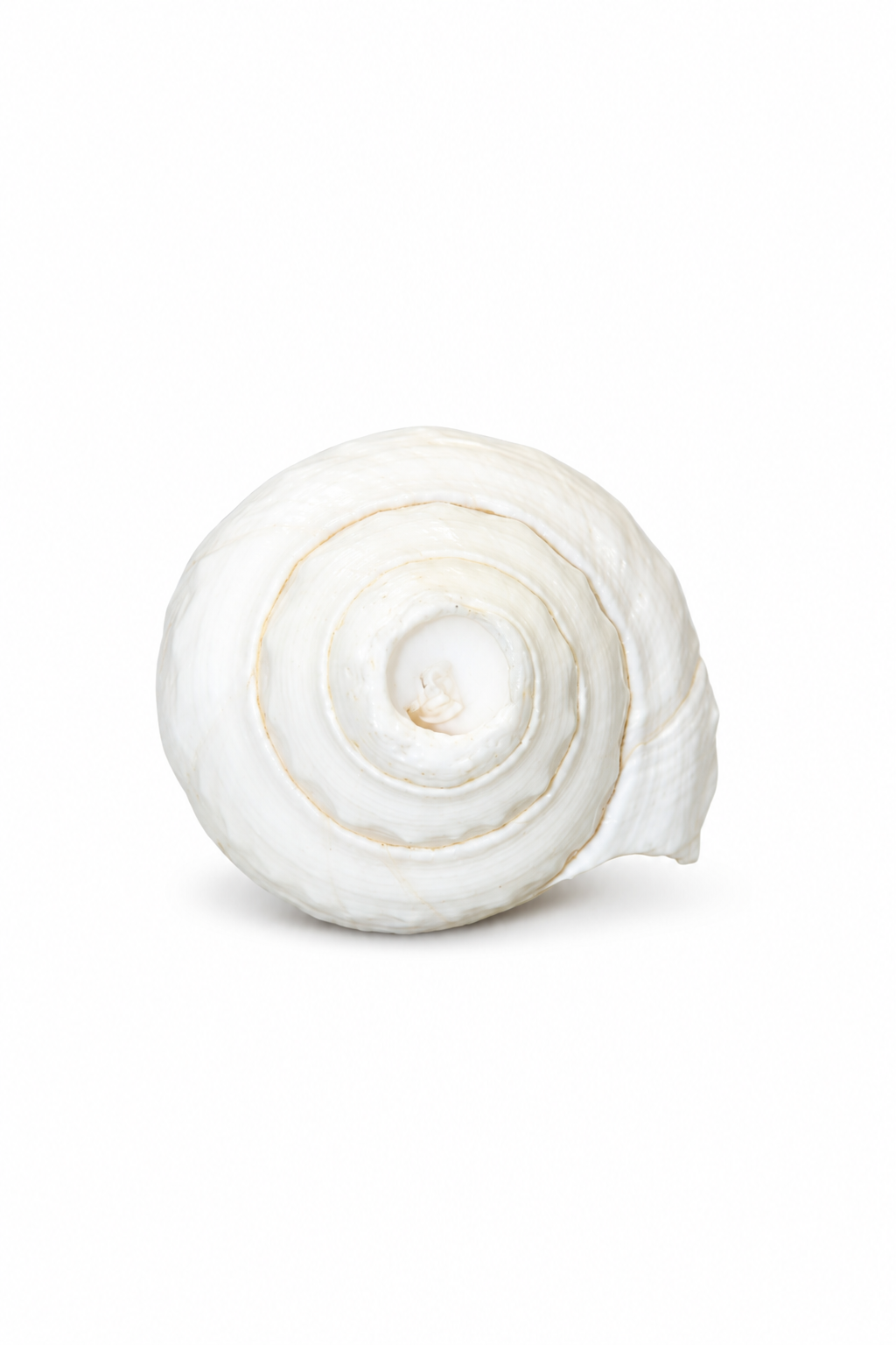 White Conch Shell - 02-angle