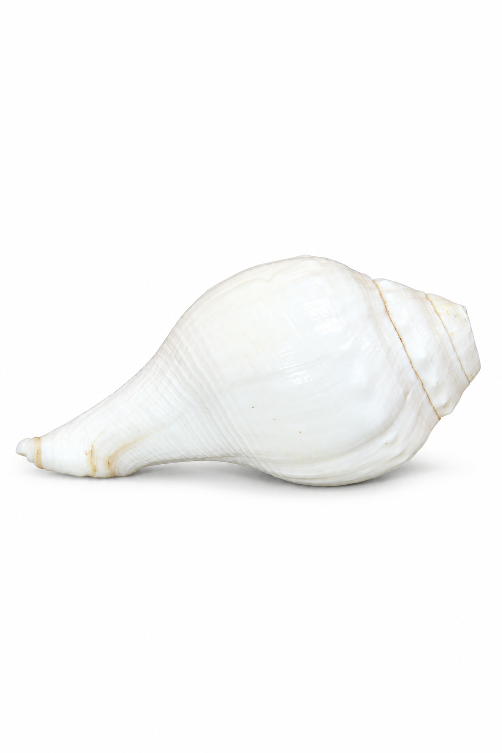 White Conch Shell - 03-side
