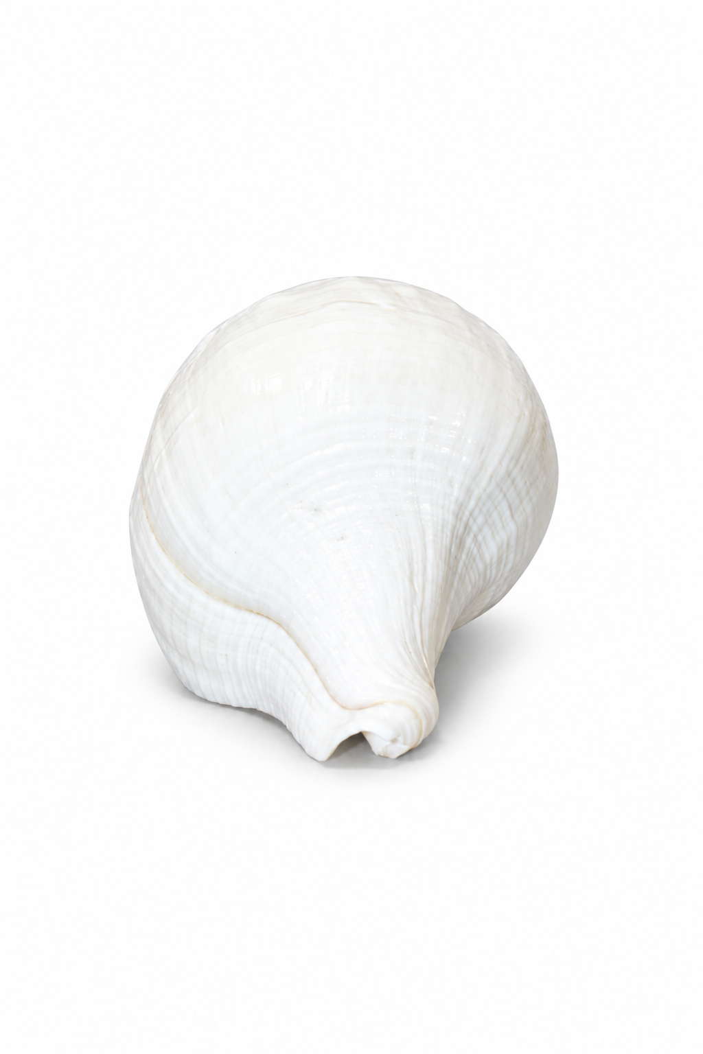 White Conch Shell - 04-back