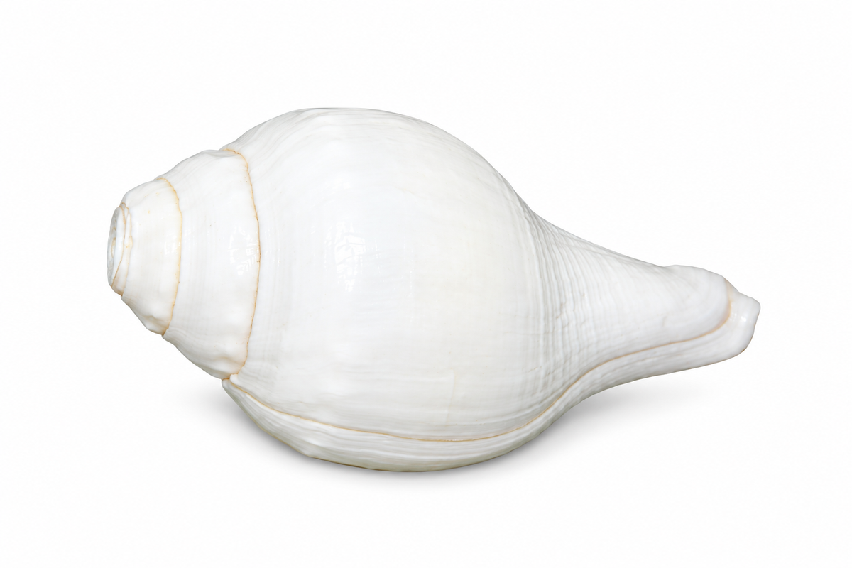 White Conch Shell - 05-detail